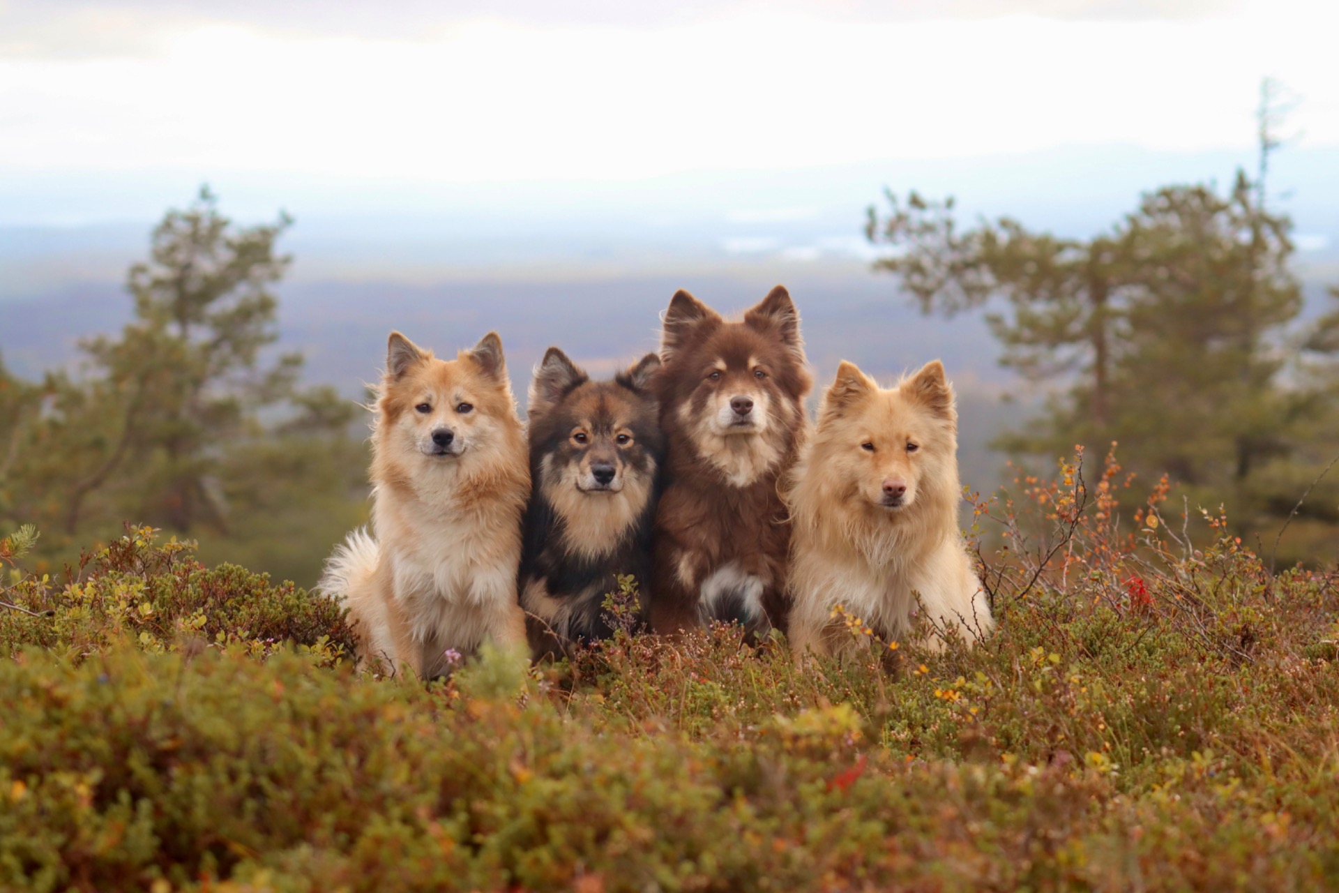 Rory, Malla, Koda, Ruusa. Syksy 2025.